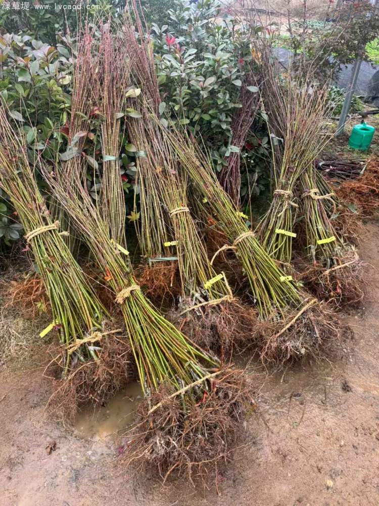 雞爪槭小苗樹(shù)苗