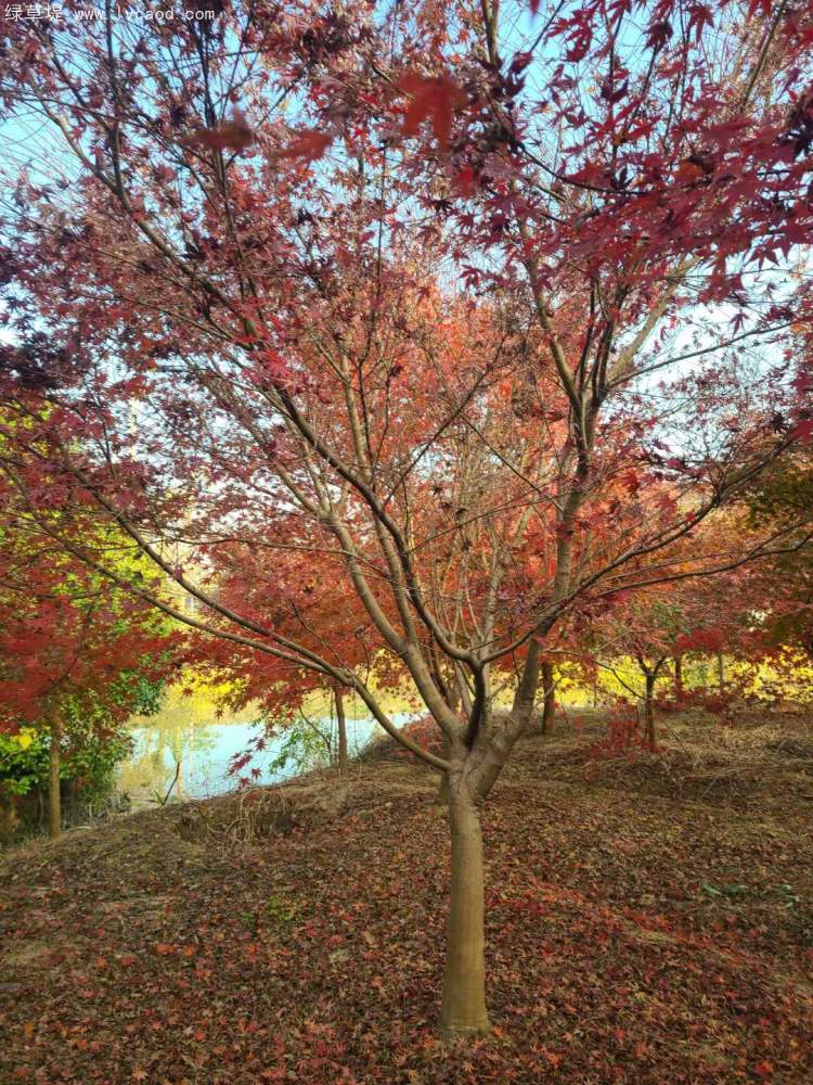 雞爪槭樹(shù)葉秋冬季變色
