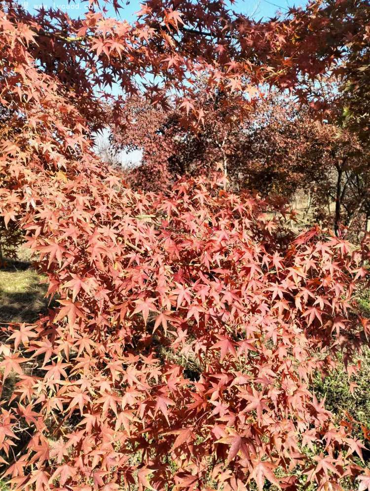 雞爪槭樹(shù)葉秋冬季變色