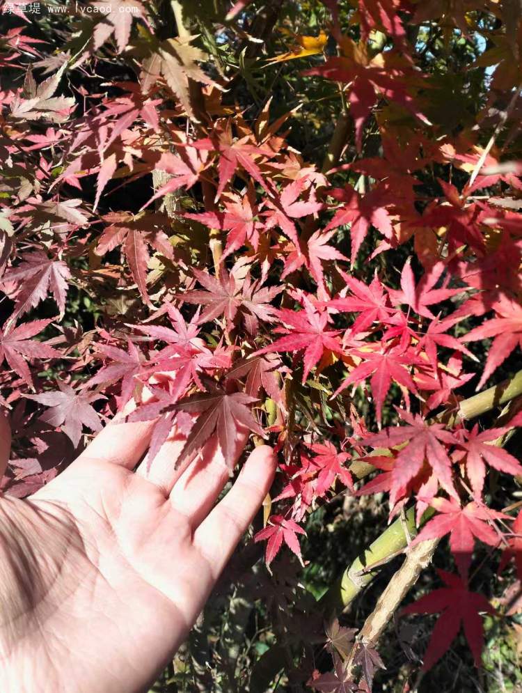 雞爪槭樹(shù)葉秋冬季變色