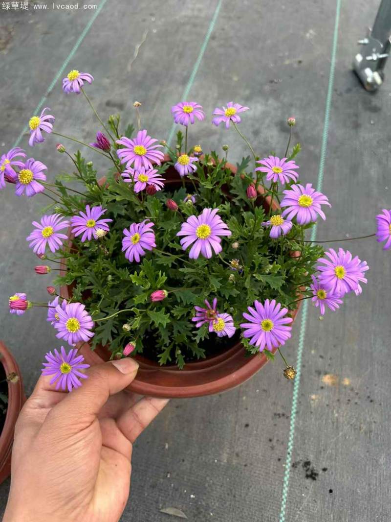 姬小菊盆栽杯苗