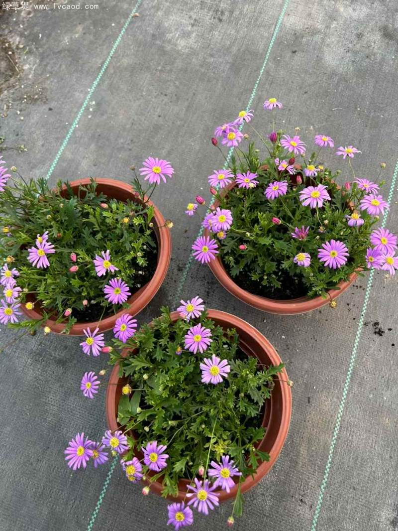 姬小菊盆栽杯苗