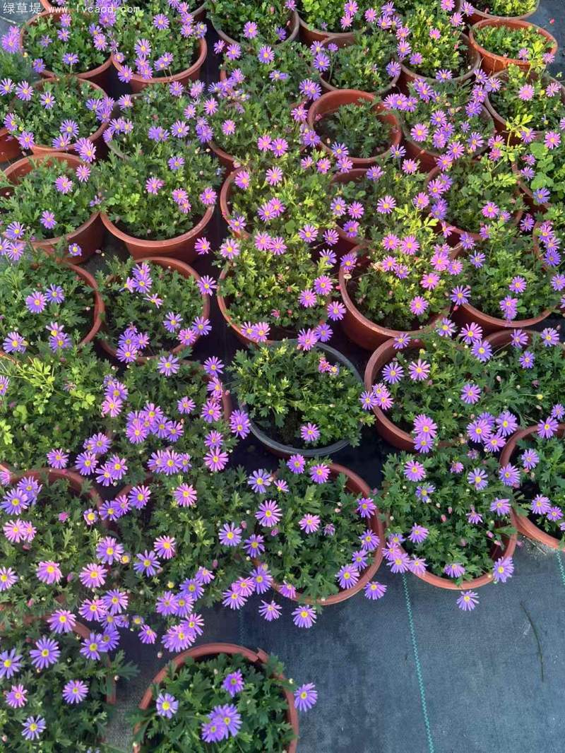 姬小菊盆栽杯苗