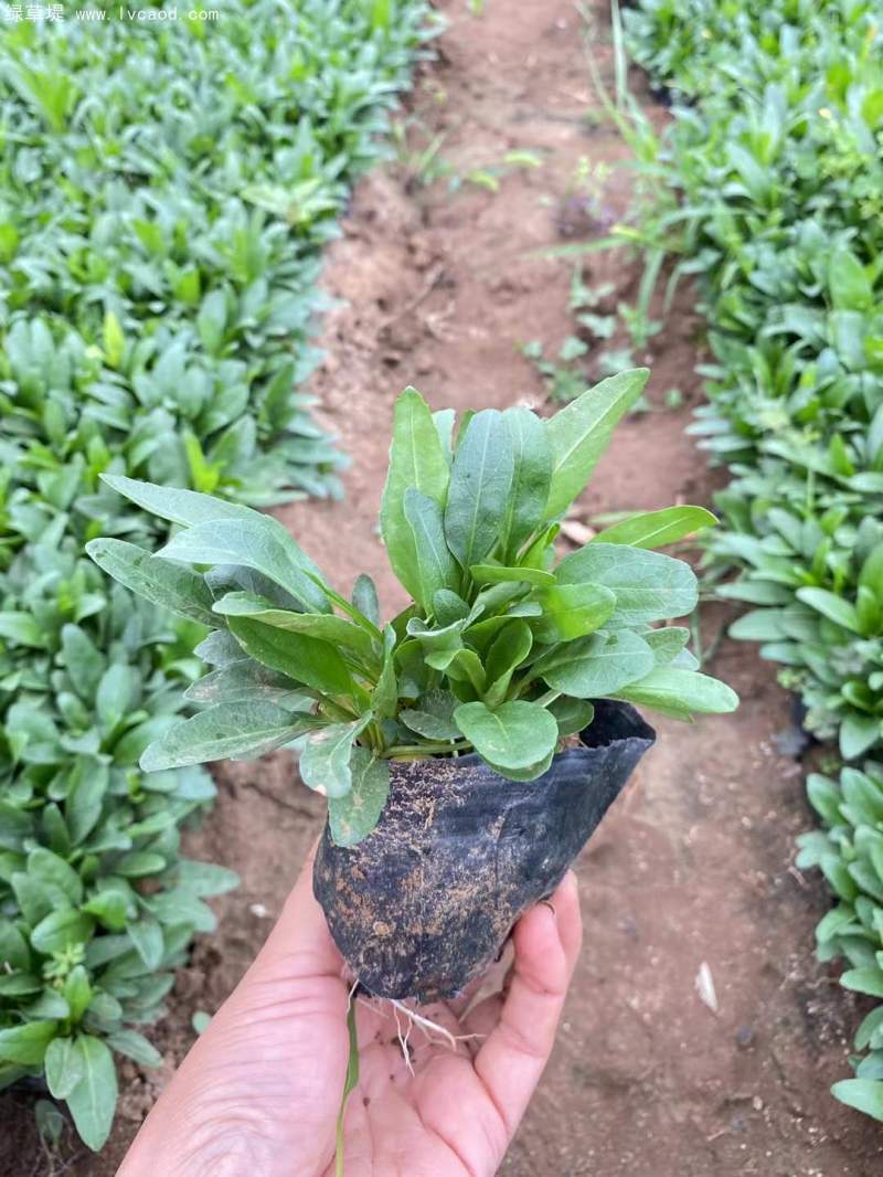 假龍頭杯苗盆栽