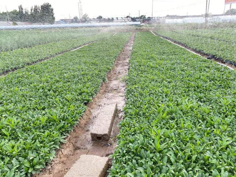 假龍頭杯苗盆栽