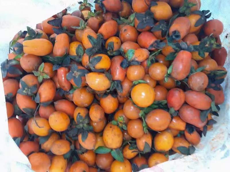 金彈子果實(shí)