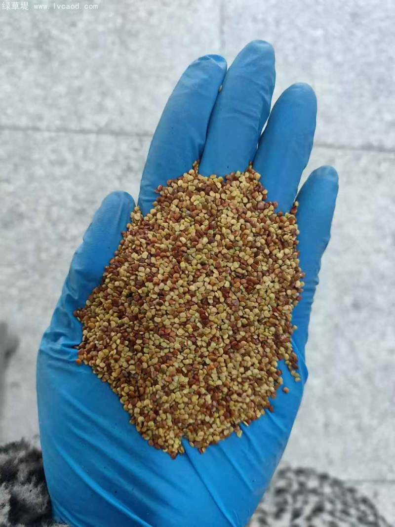 金錢(qián)草種子