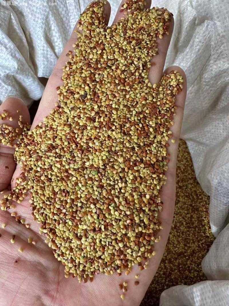 金錢(qián)草種子