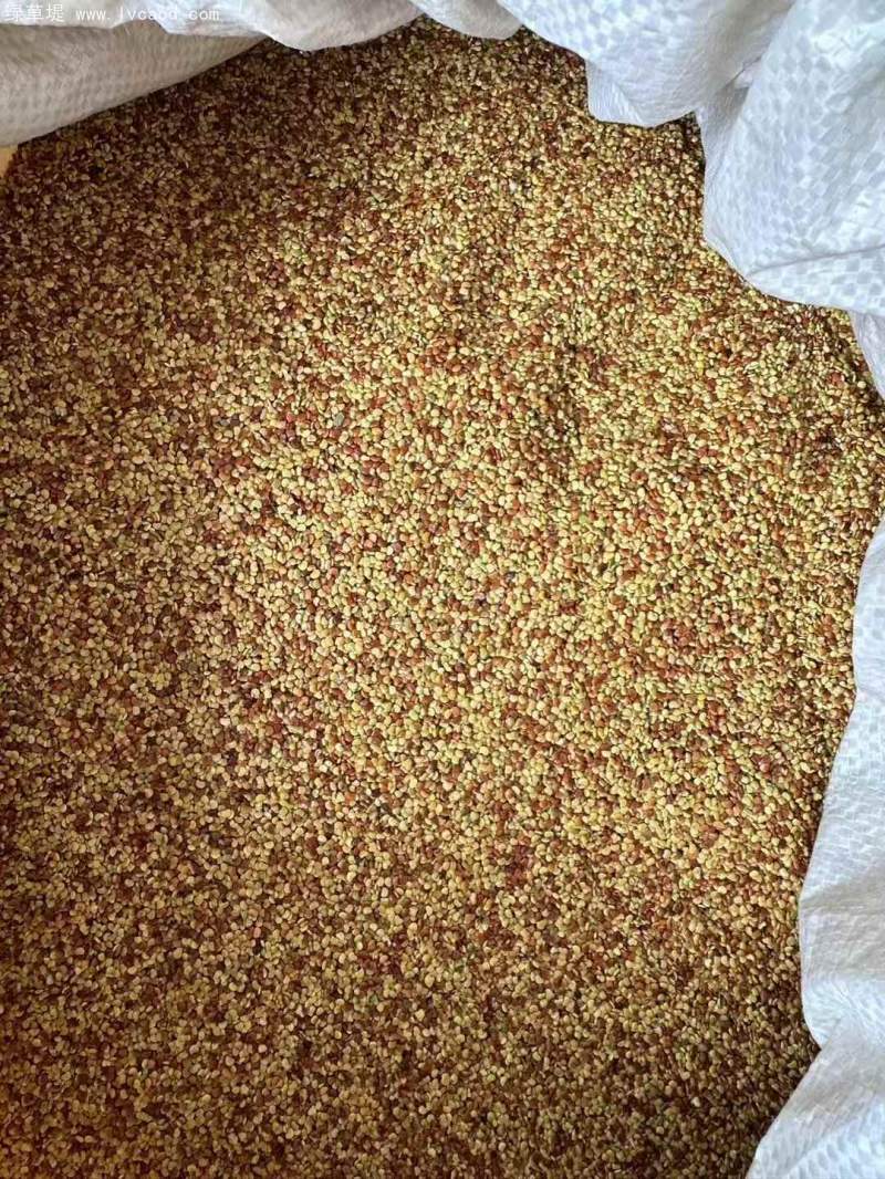 金錢(qián)草種子