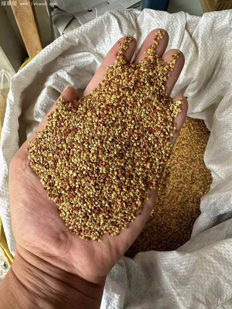 金錢(qián)草種子