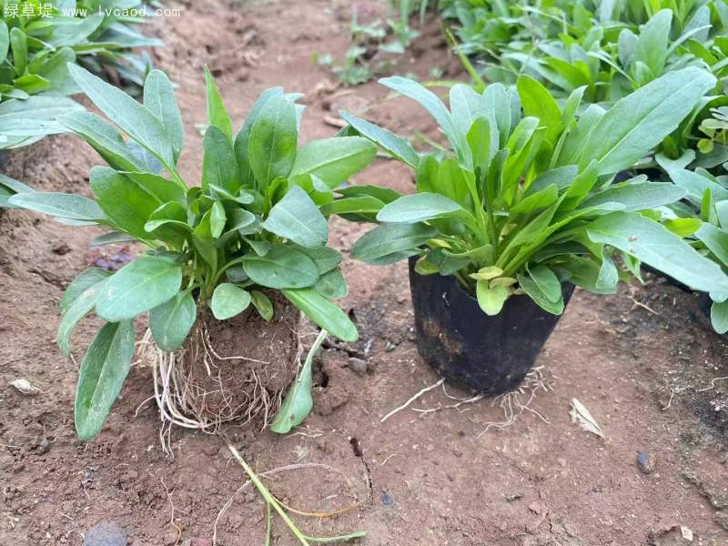 假龍頭杯苗盆栽