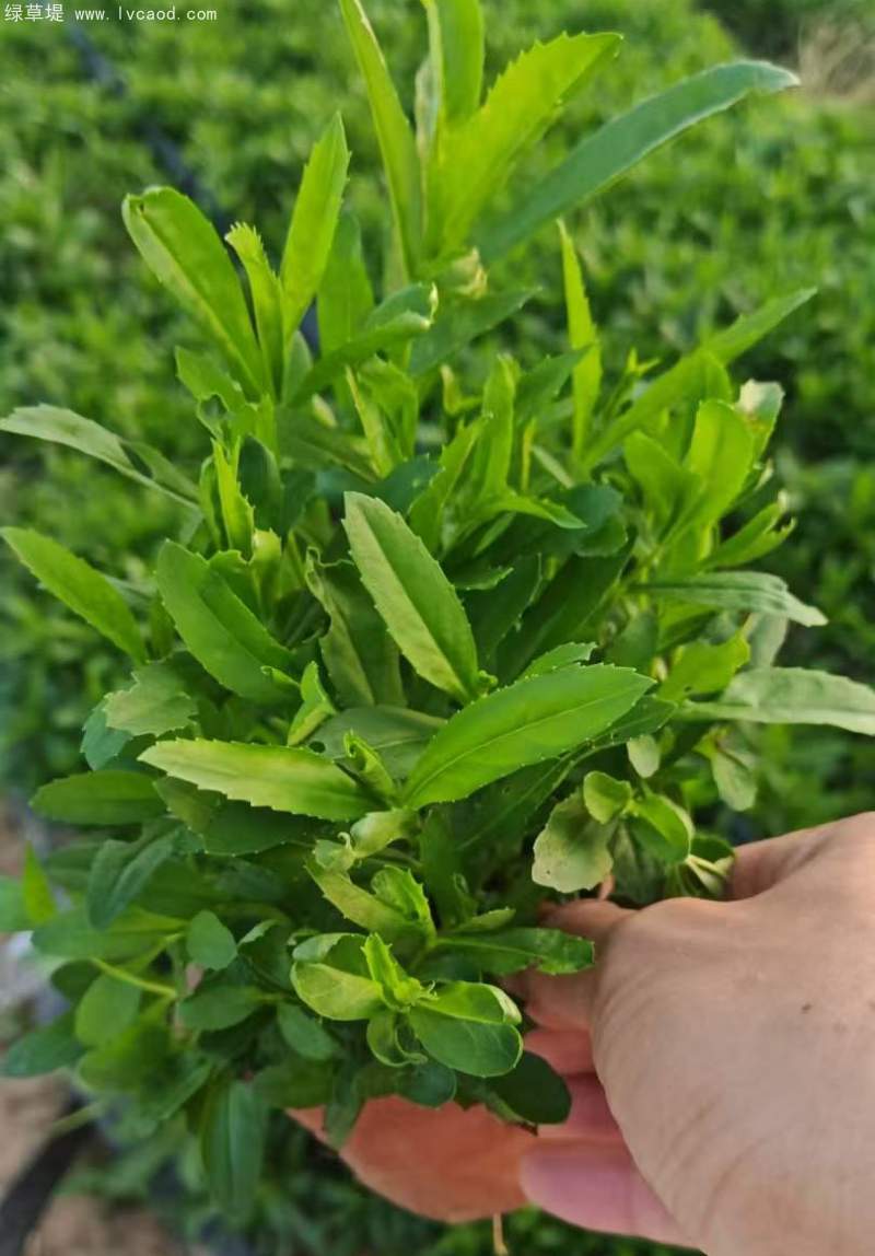 假龍頭杯苗盆栽