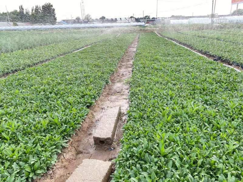 假龍頭杯苗盆栽