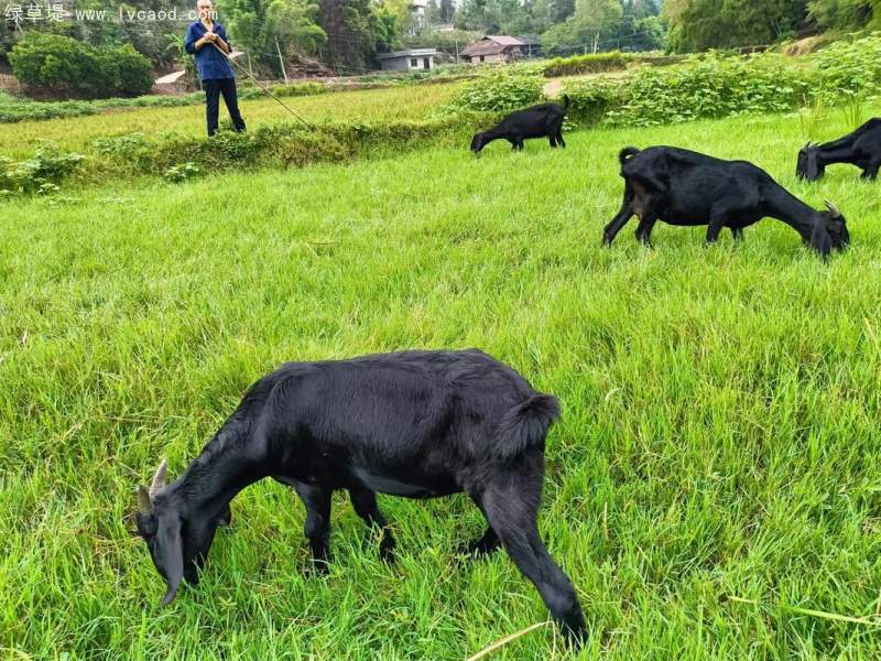 羊吃的牧草
