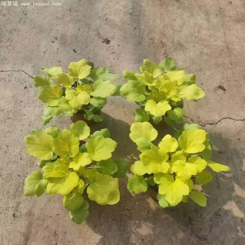 礬根盆栽容器苗