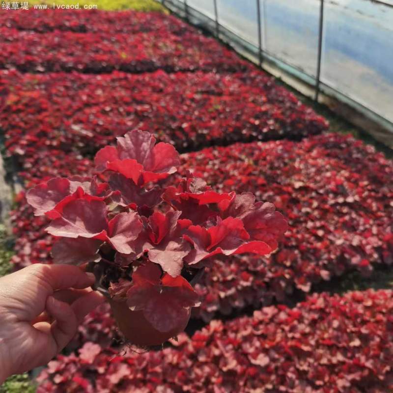 礬根盆栽容器苗