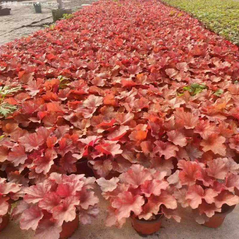 礬根盆栽容器苗