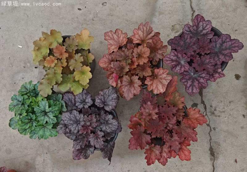 礬根盆栽容器苗