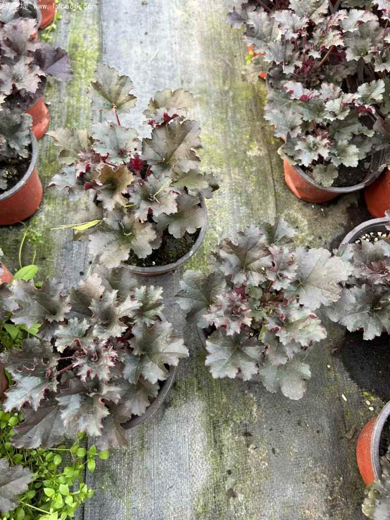 礬根盆栽容器苗