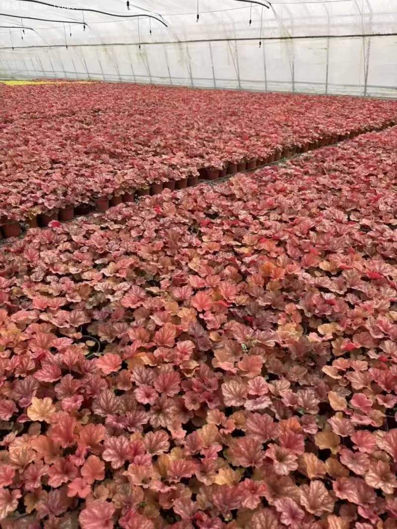 礬根盆栽容器苗