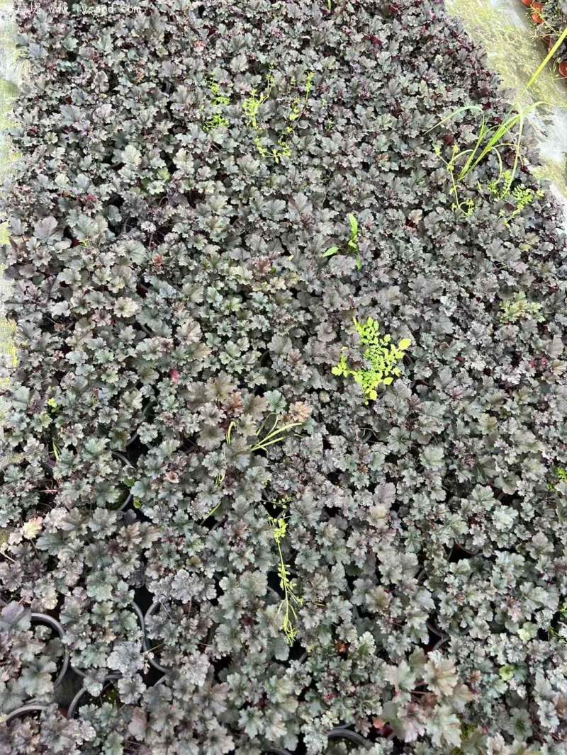 礬根盆栽容器苗