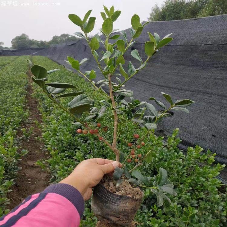 無(wú)刺構(gòu)骨枸骨