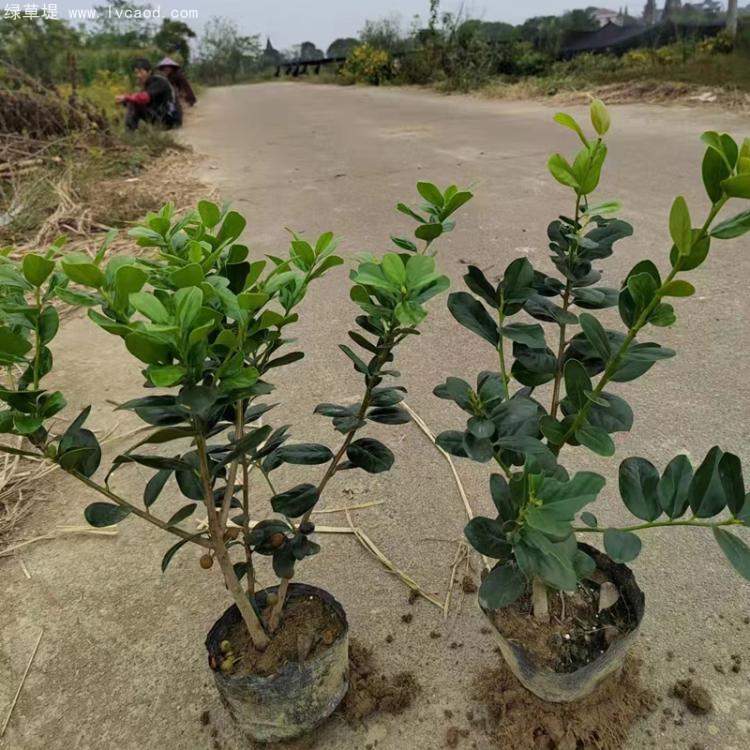 無(wú)刺構(gòu)骨枸骨