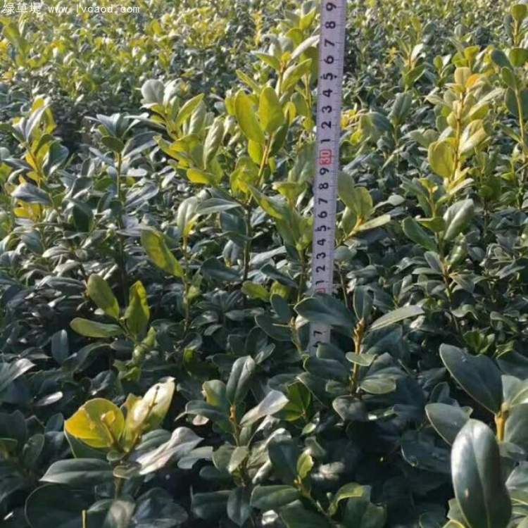 無(wú)刺構(gòu)骨枸骨