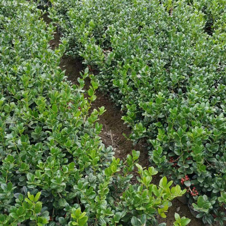 無(wú)刺構(gòu)骨枸骨