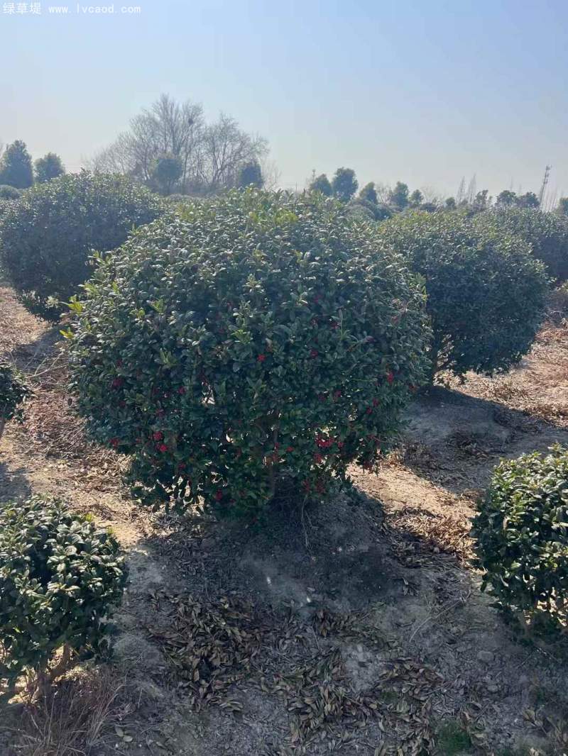 構(gòu)骨球枸骨球