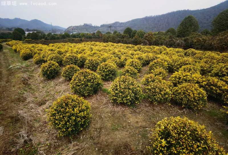 構(gòu)骨球枸骨球
