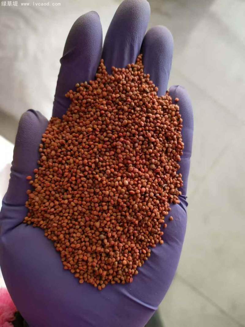 全新構(gòu)樹(shù)種子