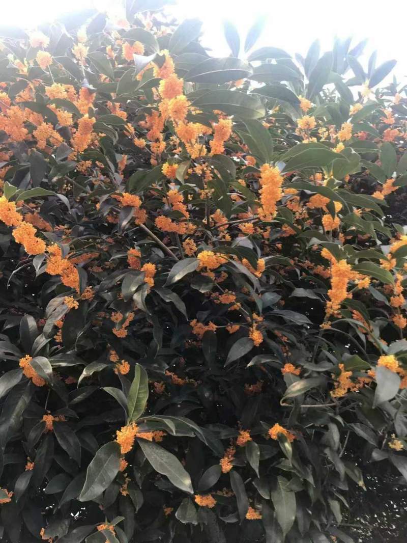 桂花花朵花瓣和葉子