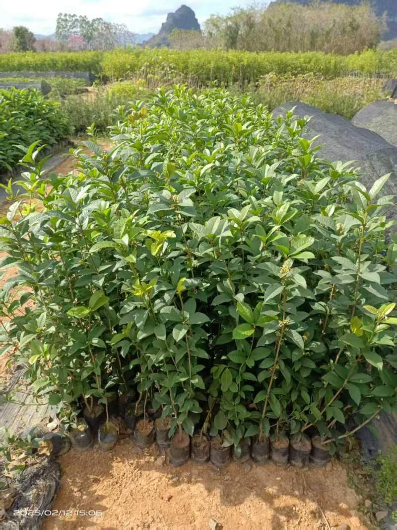 桂花樹(shù)苗小苗