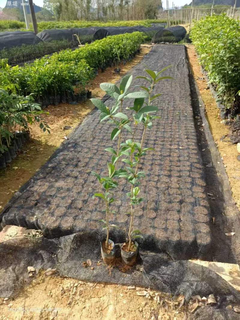 桂花樹(shù)苗小苗