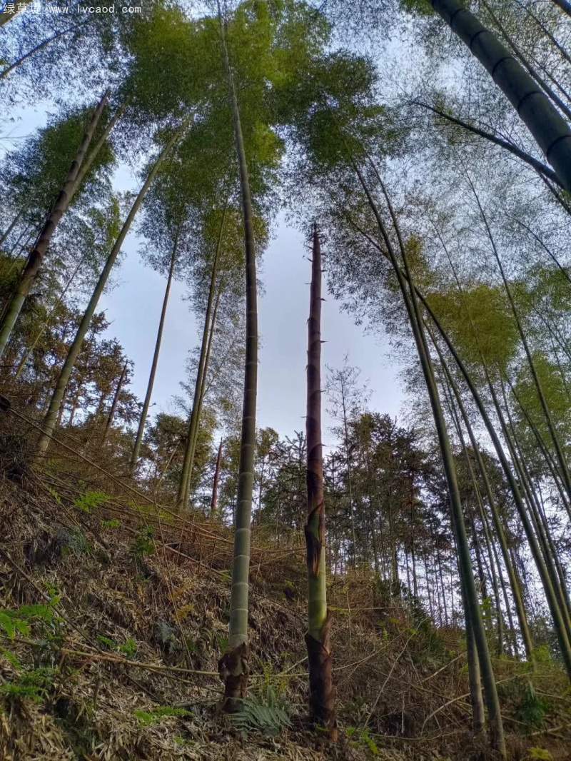 毛竹竹子
