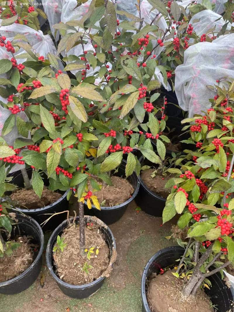 紅果冬青
