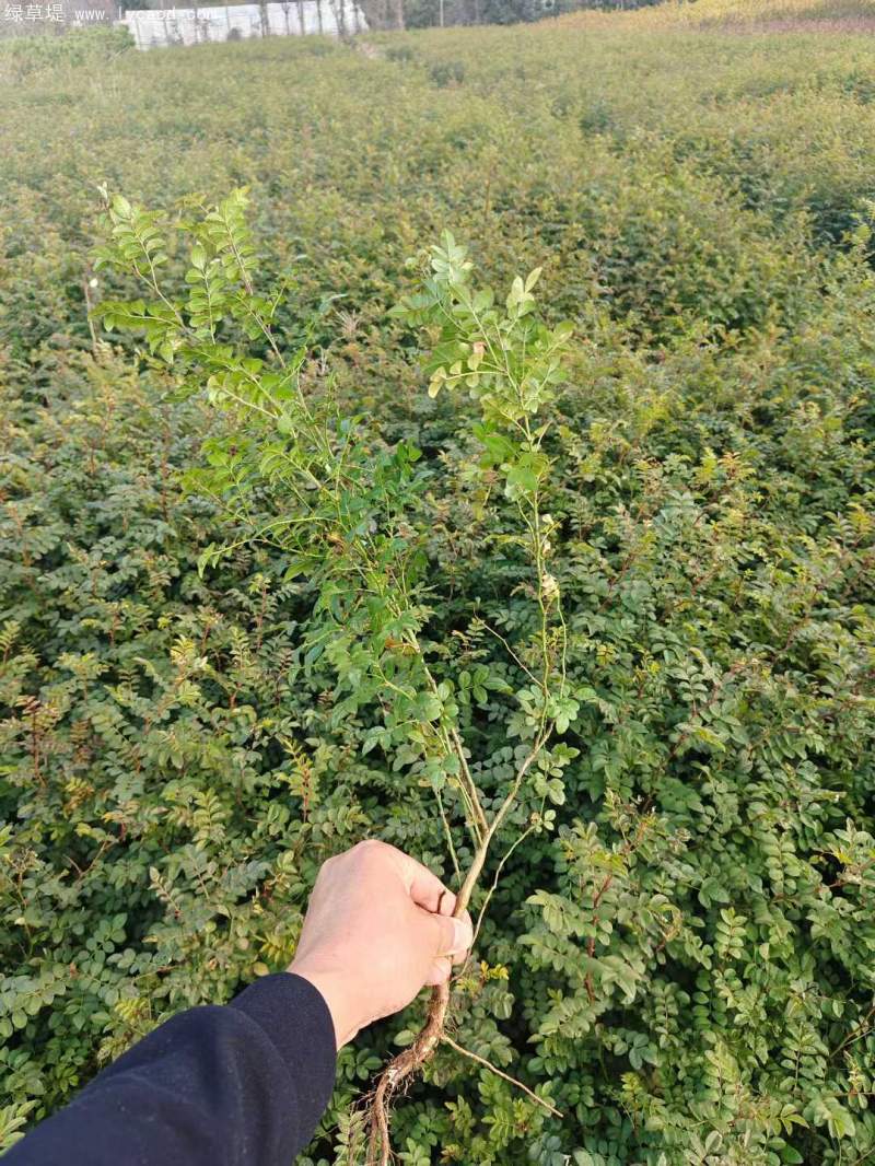 黃刺玫苗刺梅花