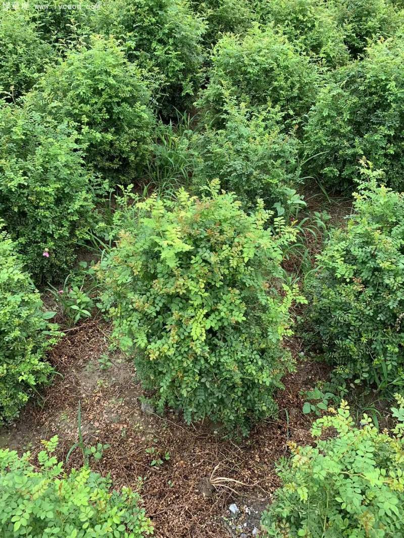 叢生黃刺玫苗刺梅花