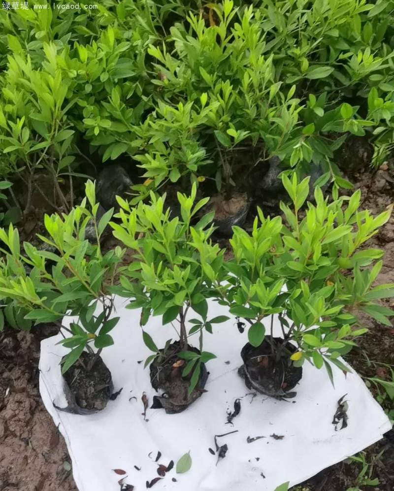 毛鵑杯苗盆栽袋苗