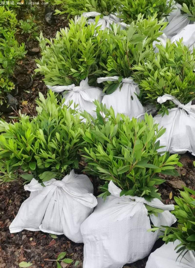 毛鵑杯苗盆栽袋苗