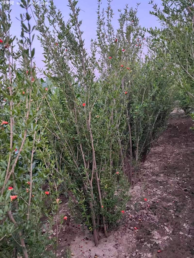 叢生石榴樹