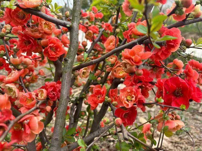 貼梗海棠花朵樹葉