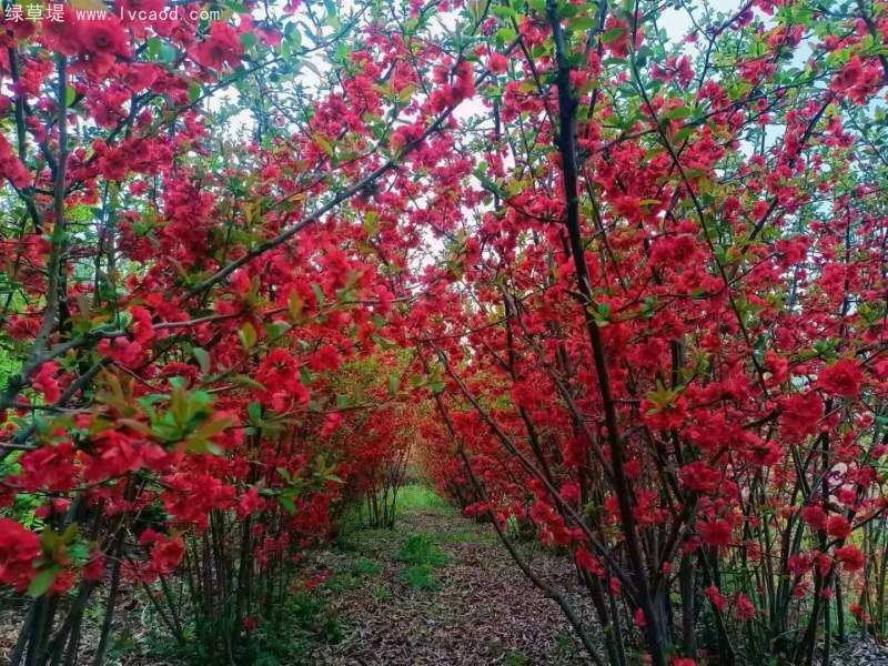 貼梗海棠花朵樹葉
