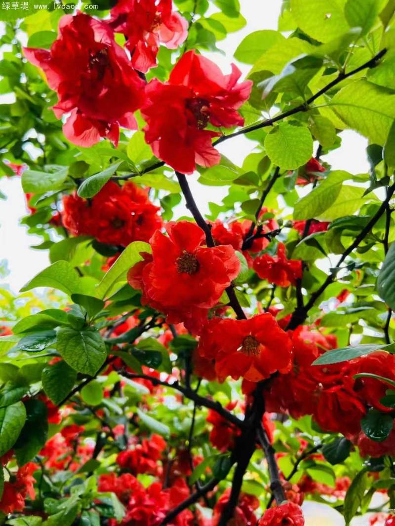 貼梗海棠花朵樹葉