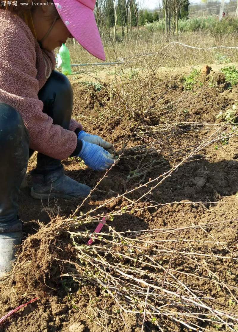 一年生貼梗海棠苗