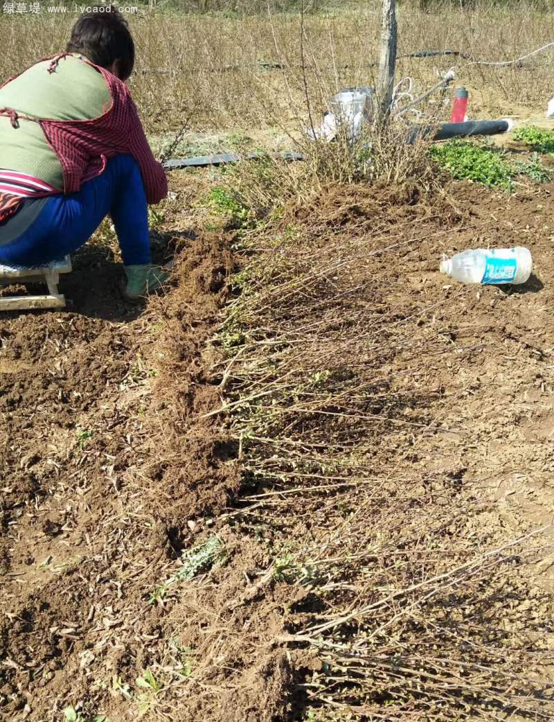 一年生貼梗海棠苗