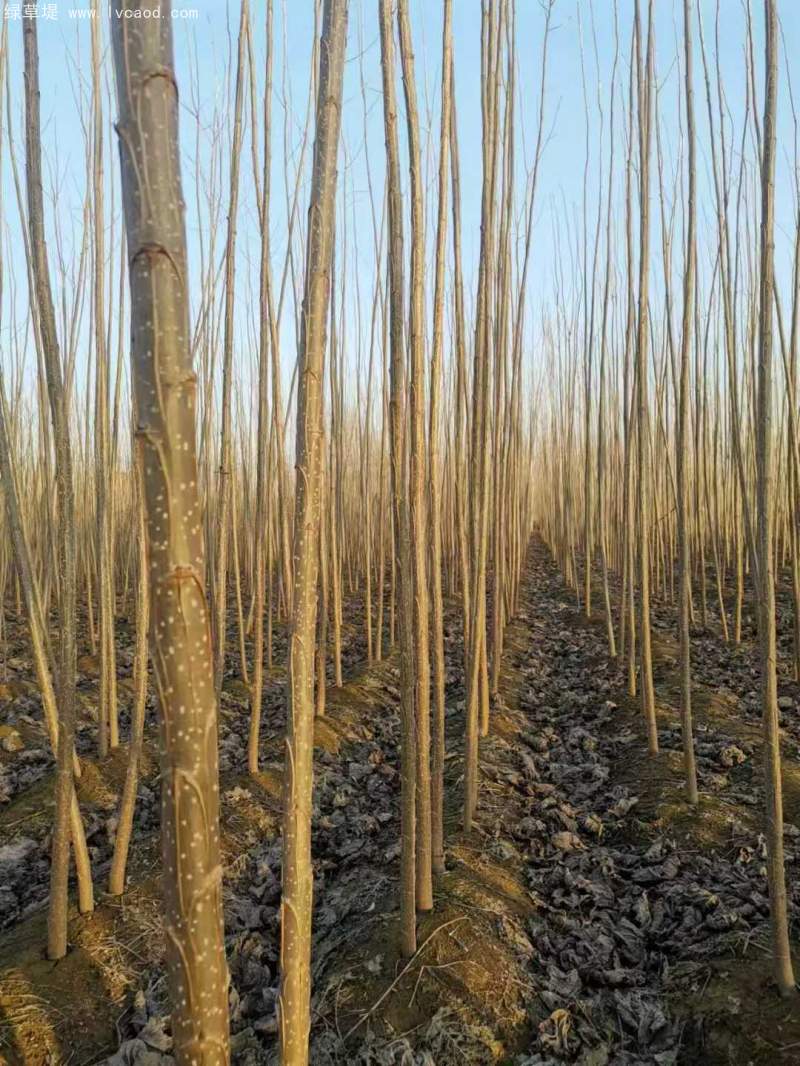 造林樹木品種種類