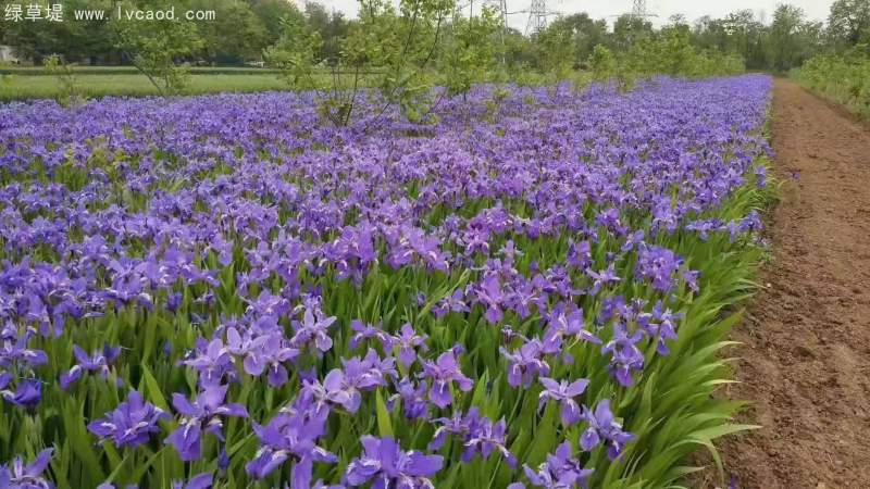 鳶尾開花藍(lán)紫色