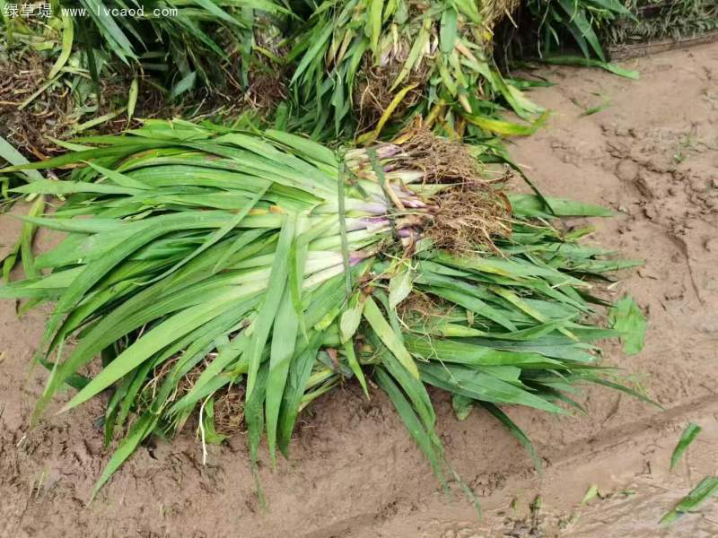 鳶尾花苗小苗